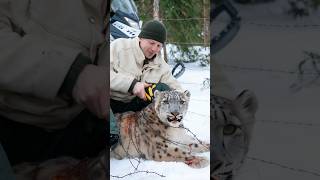 The snow leopard led the cub to thank the man for helping it escape death