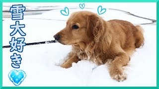 ゴールデンレトリバーの雪遊び動画まとめてみました♪ Golden Retriever