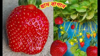 শীতের শেষে আমার ছাদ বাগান #garden #ছাদকৃষি