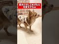 愛犬に大好物あげてみた結果... shorts