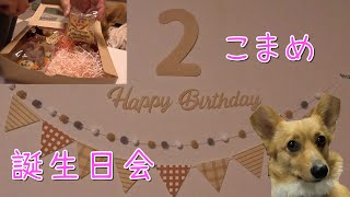 コーギー犬「こまめ」２歳の誕生日会