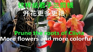 君子兰怎么养 - 这样给君子兰剪根-开花更多更艳:Prune the roots of Clivia-More flowers and more colorful (2021)