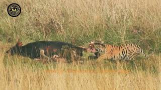 Tadoba Buffer Zone: Tigress Hunts Gaur, Forest Department Increases Vigilance