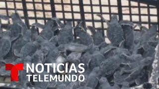 Récord de desoves de tortugas marinas en México gracias a la pandemia | Noticias Telemundo