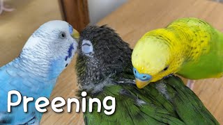 Budgies preen a baby conure