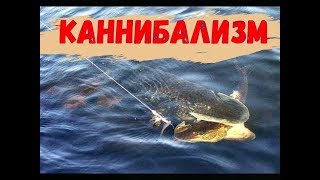 Щука атакует щуку.Каннибализм. Июль 2018