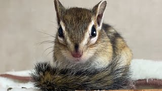 本日のシマリス チロ and ロン #squirrel #chipmunk #live