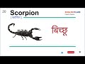 insects name with hindi meaning u0026 pronunciation कीड़ों के नाम हिंदी अर्थ और इंग्लिश उच्चारण के साथ