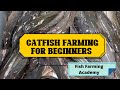 Catfish Farming in Nigeria: Catfish Farming for Beginners 2024