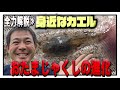 【公開】生物ハンター加藤英明≫カエルの授業・田んぼで捕獲・進化・鳴き声【どうぶついきもの・ゆっくり解説・爬虫類・max100種飼育・夏休み自由研究】world animal channel japan