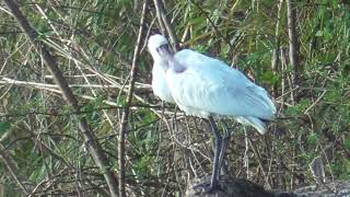 S0222　Confluence of Nanase River \u0026 Oita River　The wind is getting stronger　Black-Faced Spoonbill