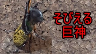 ヘラクレスオオカブト三番勝負　vsスマトラ、ギラファ、パラワン【クワガタ連合】Hercules beetle  vs stag beetle