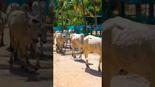 ரேக்ளா ரேஸ்.. இளம் கன்றுகள்.... தேனி மாவட்டம்... பண்ணைப்புரம்... 🐂💯 #bull #cow #farmanimal #goat