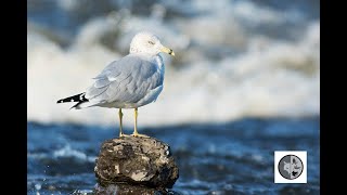 Goéland qui s'amuse dans les rapides/Gull having fun in the rapids