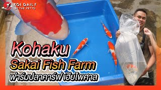 Kohaku Sakai Fish Farm จากเฮียไพศาล | KOI DAILY By The PETTO EP.66