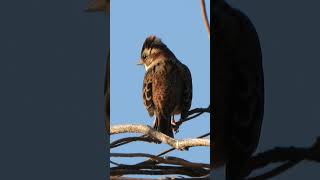 夕日を浴びるカシラダカEmberiza rustica basking in the evening sun(30)#野鳥#shorts