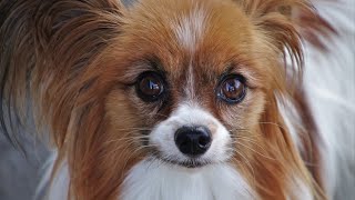 Papillons: 25 FAQs \u0026 Answers🐾