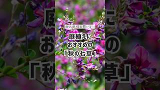 庭で育てられる野の花「秋の七草」 #秋に咲く花 #秋の七草 #shorts #ガーデニング