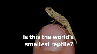 This newly discovered chameleon is so tiny it can fit on your fingertip