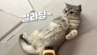 Vlogㅣ빗질이 좋은 순둥이ㅣ아기고양이 빗질 연습🪮ㅣ골골송ㅣ일상 브이로그