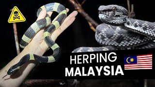 Herping in Malaysia for the first time! Vipers, Kraits, \u0026 More!