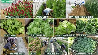 セイコー農園210424里芋・生姜・金ゴマ種まきなど