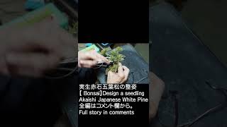 【盆栽】実生赤石五葉松の整姿/【 Bonsai】Design a seedling Akaishi Japanese White Pine (Goyomatsu)