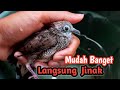 LAKUKAN HAL INI LANGSUNG BUNYI DAN JINAK !!CARA MENJINAKAN PERKUTUT GIRAS