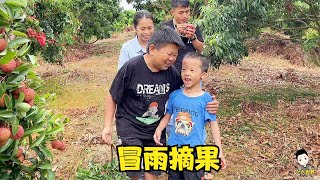 Xiaoliu takes his son to pick lychees