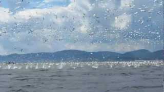 Northern Gannets mass diving for fish..awesome display