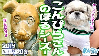 【しっこくの旅03】シーズー犬てんぽ こんぴらさんに登る！【金乃比羅宮】