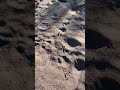 “Roadrunner was here.” Roadrunner tracks across the desert.