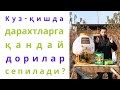 КУЗ-ҚИШДА МЕВАЛИ ДАРАХТЛАРГА ҚАНДАЙ ДОРИЛАР СЕПИЛАДИ???