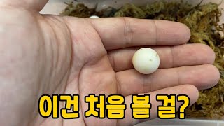 미쳤네요;; 기대도 안했는데 초희귀종이 알을 낳아주었습니다! 얘는 처음 볼 걸!