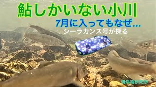 シーラカンス号が探る、アユしかいない小川　A stream with only sweetfish explored by the Coelacanth