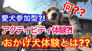 【WOSC】今回はワンワンお伊勢参り おかげ犬体験スタイルです