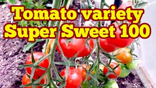 Tomato variety Super Sweet 100 / Introduction, Harvest \u0026 Taste/ No Dig Polytunnel