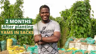 GROWING YAM IN SACKS/ Yam planting in sacks/ yam farming in bags/ commercial yam farming in sacks