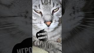 Немного юмора про игровую комнату 😺#коты #игрыскотом #юмор #игроваякомната #приколы #озвучка #юмор