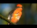 On the Galapagos Islands, Darwin's flycatcher makes a tiny comeback | AFP