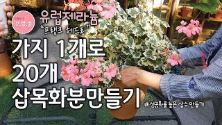 유럽제라늄 번식,프랭크 헤드리,성공확률 높은 삽목,삽수만들기,