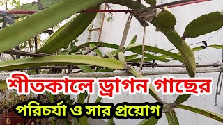 শীতকালে ড্রাগন গাছের পরিচর্যা ||ড্রাগন গাছের সার ও পরাগায়ন ||ড্রাগন চাষ পদ্দতি।