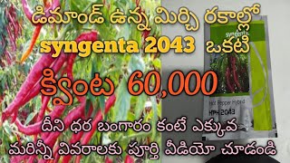 SYNGENTA 2043 మిరప రకం సాగు విధానం