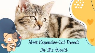 Top 10 Most Expensive Cat Breeds In The World