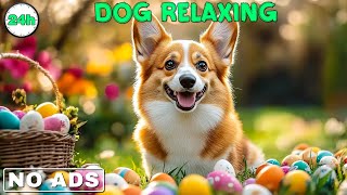 🎶 Spring Piano Music for Dogs – Perfect for Sleep and Sweet Dreams! 🌷🎹