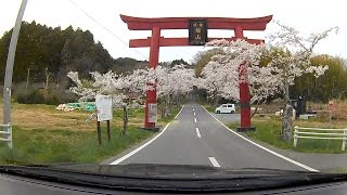 【車載】石巻市（旧河南町北村）県立自然公園旭山の桜