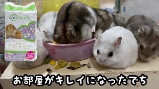 ハムスターのお部屋の床材を統一\u0026冬仕様にしたよ【ジャンガリアン】