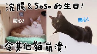 【黃阿瑪的後宮生活】浣腸＆Soso的生日！令其他貓崩潰！