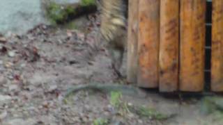 Siberian Tiger Sigena and Cubes Nuernberg Zoo 134