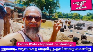 ഇത്രയും ആനകളെ ഒരുമിച്ചുഎവിടെയുംകാണില്ല Pinna Wala elephant orphanage  A must visit place in SriLanka